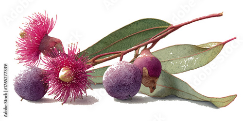 Delicate watercolor eucalyptus sprigs with pink flowers and purple seed pods isolated isolated on transparent background