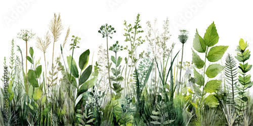 Soft watercolor painting of lush greenery and delicate wildflowers in a field isolated on transparent background