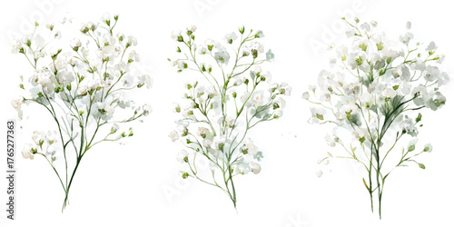 Background with tiny white flowers (gypsophila paniculata), blurred. Flower transparent background	