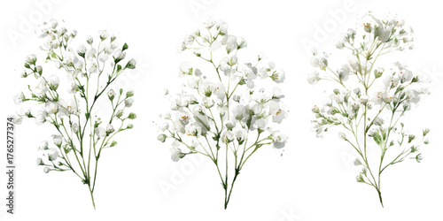 Three delicate watercolor sprigs of baby's breath flowers delicate light yellow and white floral arrangement isolated on transparent background