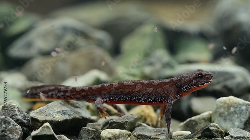 Junger Bergmolch (Mesotriton alpestris) frisst Wasserflöhe // alpine newt catching water fleas
