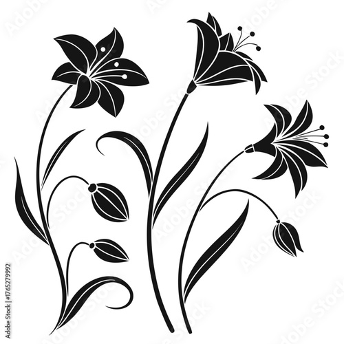 Black lily flowers and buds silhouette on white background