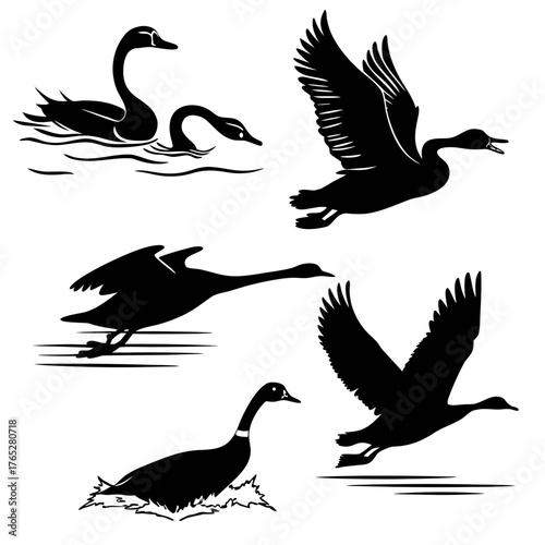 Black silhouette geese and swans in various poses goose