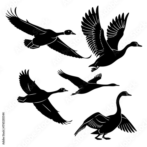 Five black geese in flight and landing poses goose