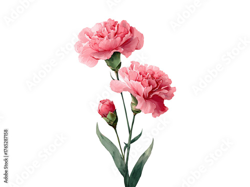 Delicate pink carnations blooming isolated on black, Isolated On White Background, Png Transparent