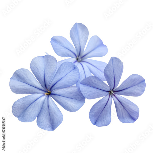 Delicate blue flowers with intricate petals and subtle veins, showcasing a soft, natural beauty.