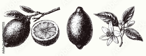 손으로 그린 레몬 벡터 일러스트레이션은 디자인 프로젝트에 신선함과 자연스러운 느낌을 더해줍니다.