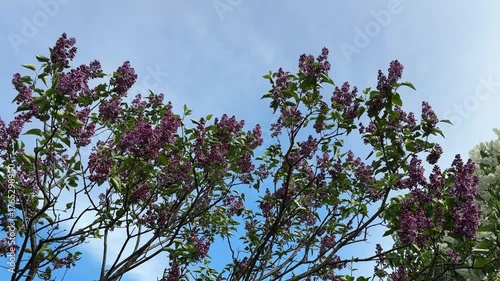 Lilac blooming shrub in the spring garden.
