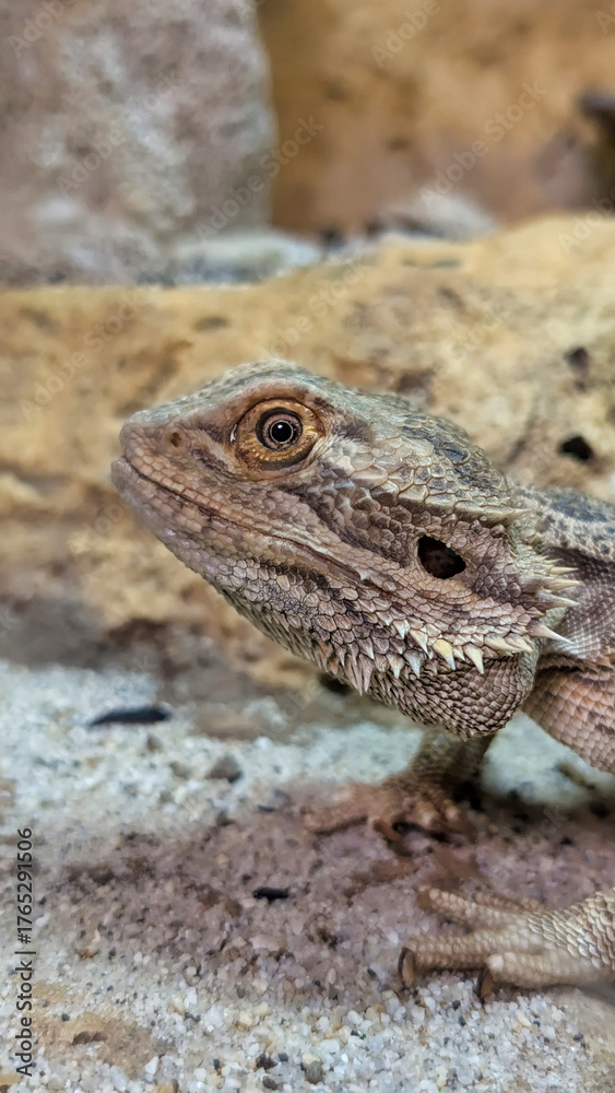 Obraz premium Bearded Dragon (Pogona) in Natural Habitat, Exotic Reptile Close-Up