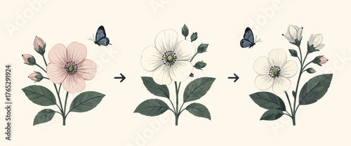 Butterfly pollinating flower sequence, botanical illustration, white petals, green leaves