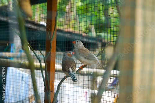Zebra Finch Pair on Perch in Aviary