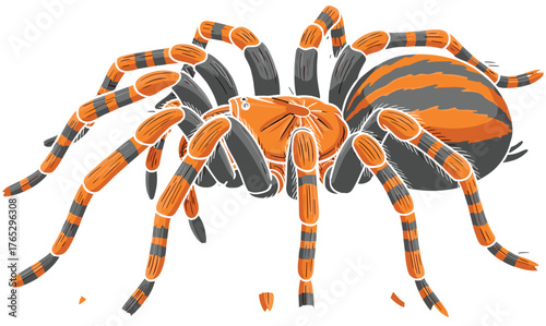 Orange and black spider, tarantula-style illustration, detailed arachnid drawing, segmented leg pattern, vivid insect vector, biological study graphic, exotic spider anatomy