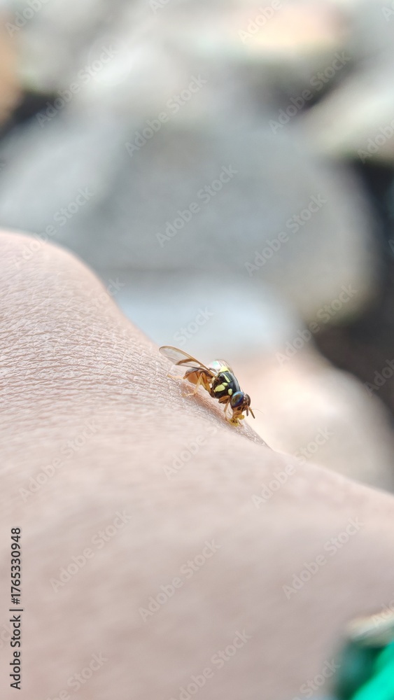 Obraz premium a fruit fly that landed on someone's hand