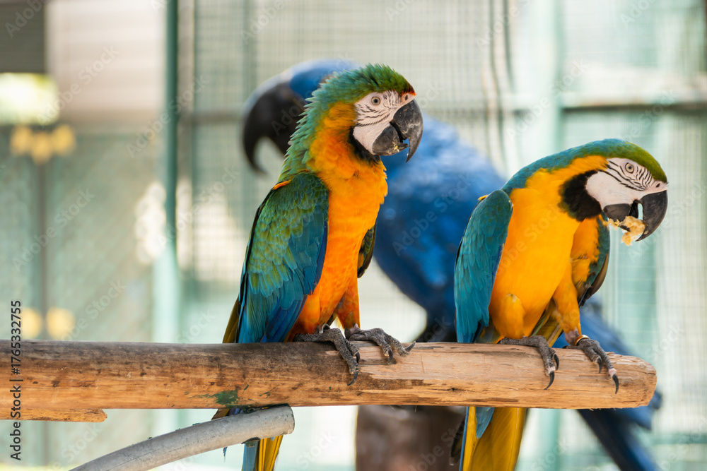 Obraz premium Colorful macaws in a tropical aviary wildlife vibrant environment close-up view