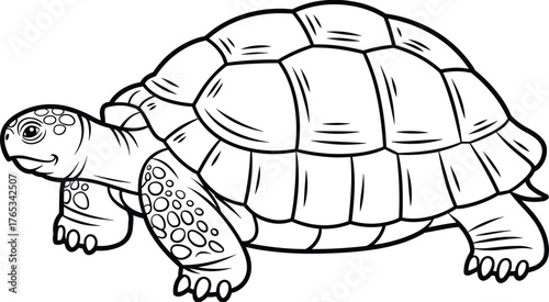 Tortoise illustration, reptile drawing, wildlife sketch, animal silhouette, detailed shell, nature artwork, biology study, educational graphic, slow creature, zoology reference