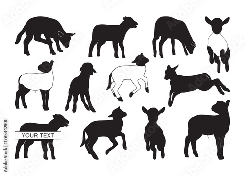 show lamb #2 vector, show lamb Clipart, show lamb silhouette	