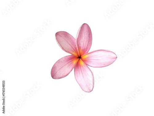 Red frangipani flower (Plumeria rubra) isolated on white background. Botanical photography for creative design 