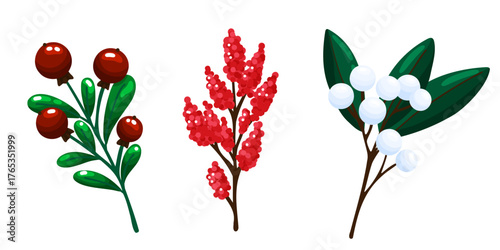 Winter Berries and Plants Set