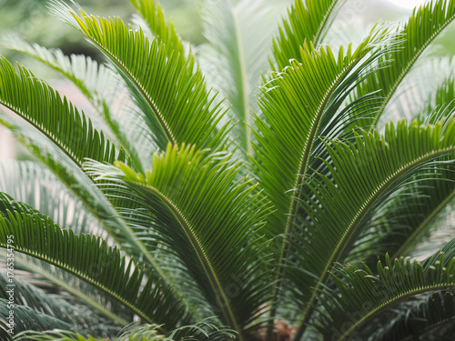 Lush green cycad fronds create a vibrant tropical texture, perfect for adding natural beauty and a calming, exotic vibe to any design project
