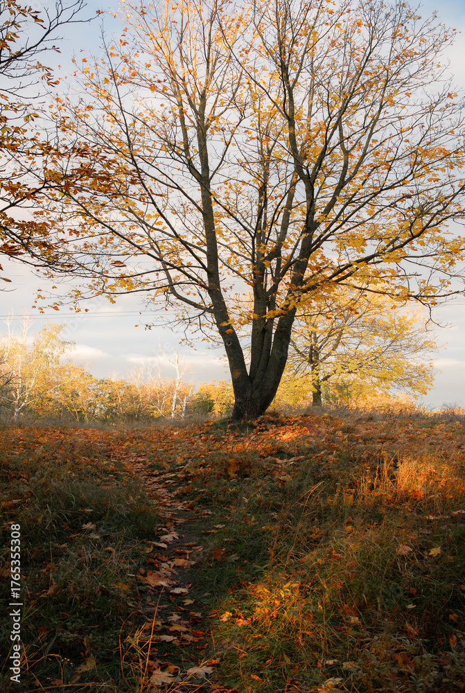 Fototapeta premium Autumn landscape with trees, fallen leaves, and a dirt path in golden sunlight during fall season