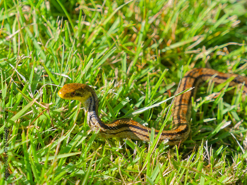 日向ぼっこをするシマヘビ 