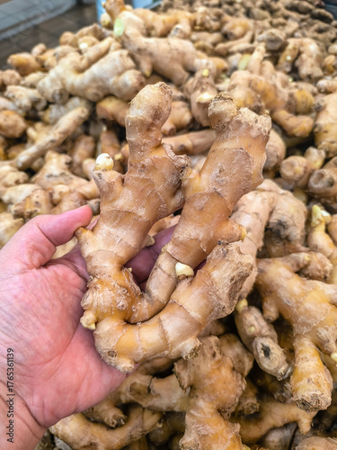 Fényképezés Hand Selecting Fresh Ginger