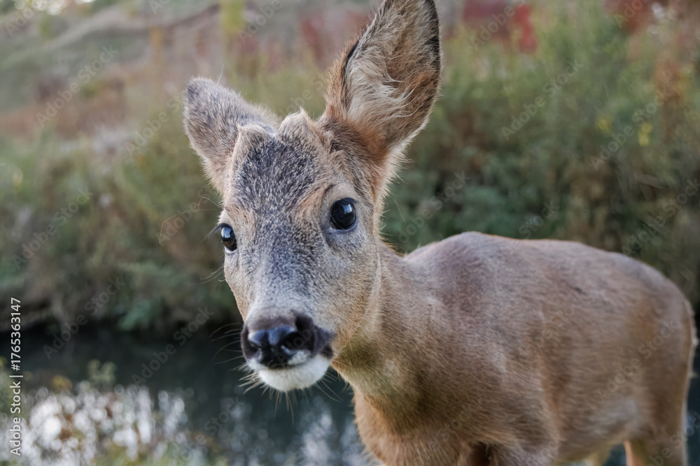Fototapeta premium Close-up portrait of a young male roe deer walking toward the camera against the backdrop of a small river and bushy bank on a cloudy autumn evening.