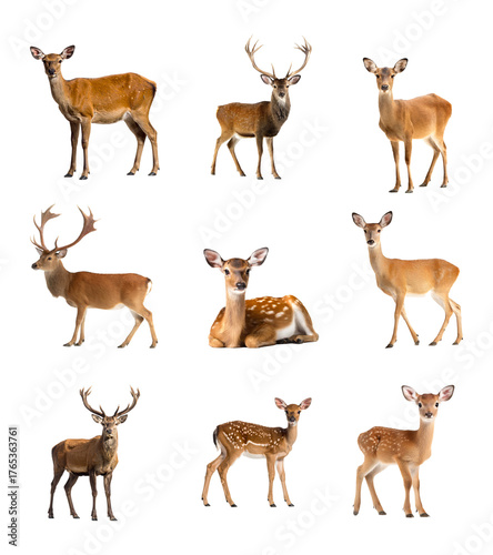 Set aus Reh und Hirsch – isoliert auf weißem Hintergrund, Freisteller, Wildtiere, transparent