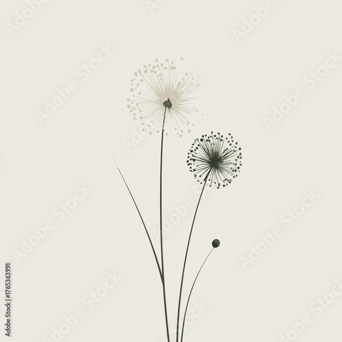 Delicate botanical illustration of two allium flowers with thin stems and round heads on light background