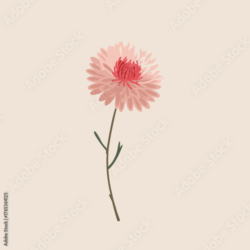 Minimal vector illustration of pink chrysanthemum flower with delicate layered petals on beige background