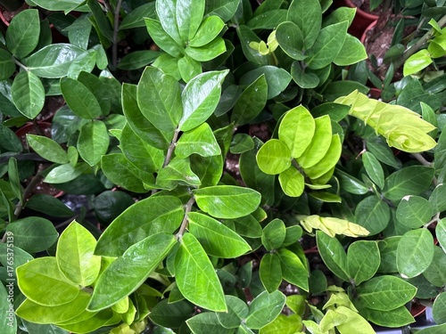 Wallpaper Mural Zamioculcas zamiifolia houseplant with glossy green leaves, tropical indoor plant for modern home interior and natural decoration Torontodigital.ca