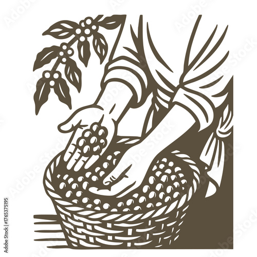 Coffee farmers concept.  Man collecting picking up seeds. Harvest and crops.