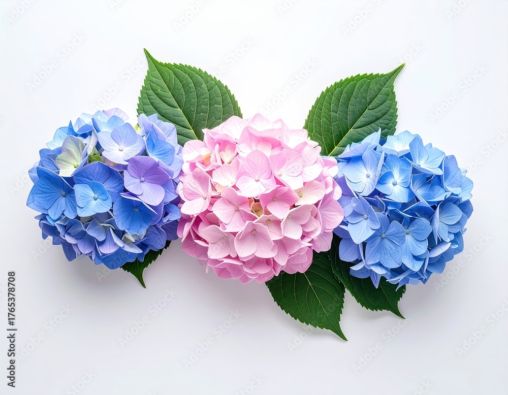 Fototapeta premium Three hydrangea blooms in blue, pink, framed by green leaves