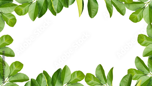 Tropical Green Leaf Frame on Transparent Background