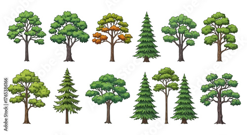 A diverse collection of illustrated deciduous and coniferous trees isolated on white.