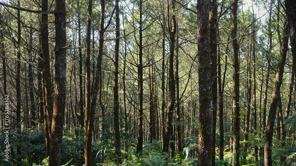 Fototapeta premium Pine Forest with Sunlight for Nature and Landscape Photography 