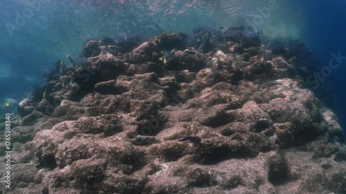 An underwater scene featuring yellowtail surgeonfish feeding around coral-covered rocks, illuminated by shimmering sunlight filtering through the waves.