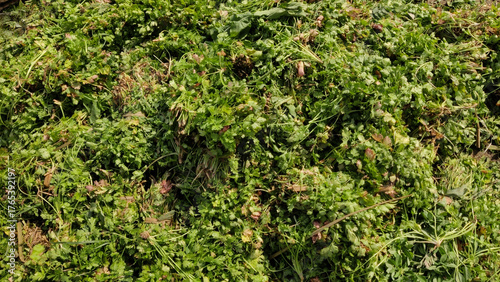 Fresh coriander bunches piled on floor at vegetable market in Islamabad showing natural green produce and rural trade