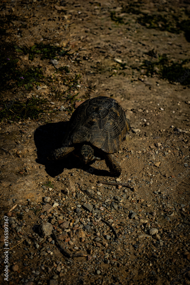 Obraz premium Moorish tortoise, a land tortoise native to the Mediterranean region