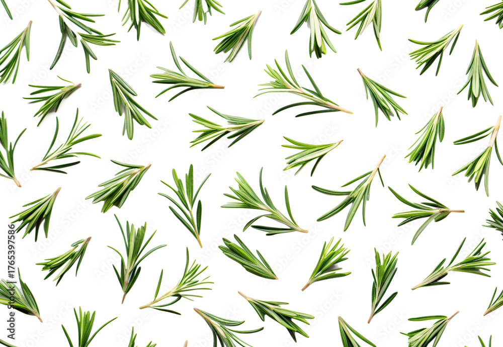 Fototapeta premium Rosemary leaves pattern isolated png file cutout object on transparent background. Food 