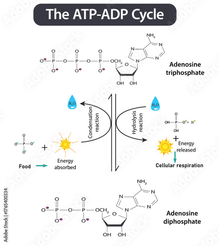 ATP ADP cycle. Adenosine triphosphate (ATP) is a organic chemical that provides energy for cell. intracellular energy transfer.