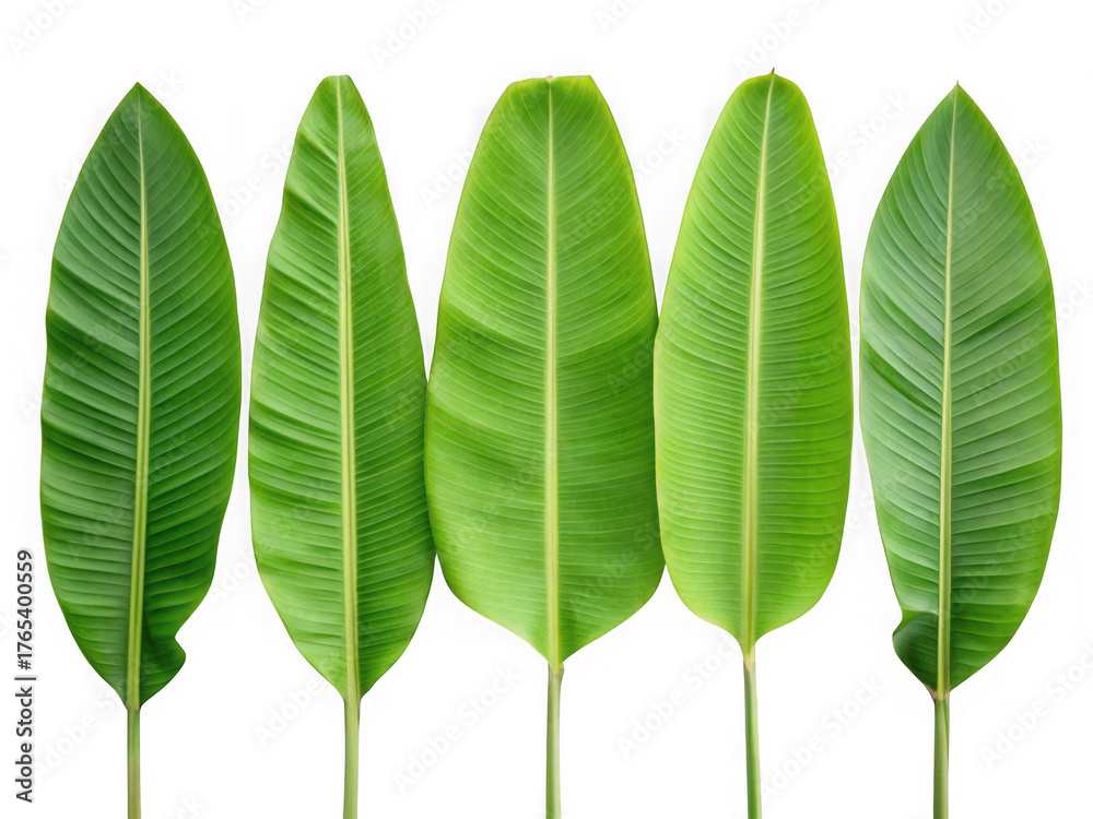 Fototapeta premium Five vibrant green banana leaves arranged in a row isolated on transparent background
