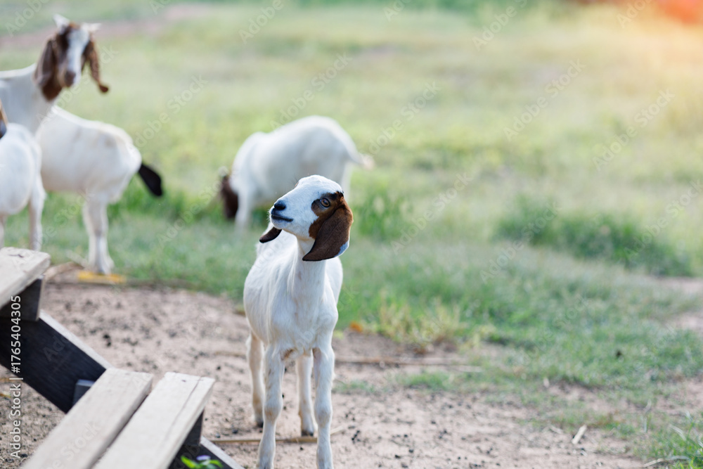 Fototapeta premium A close-up captures a domestic goat in a farm environment, highlighting the gentle, curious nature of livestock in a serene, rural setting with warm sunlight.