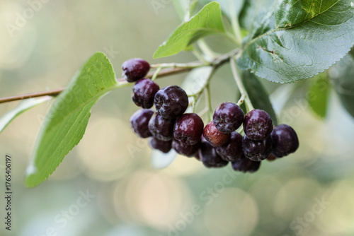 Close-up of black-blue berries on a branch, macro photography. Ripe chokeberries.