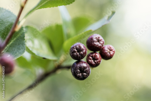Close-up of black-blue berries on a branch, macro photography. Ripe chokeberries.