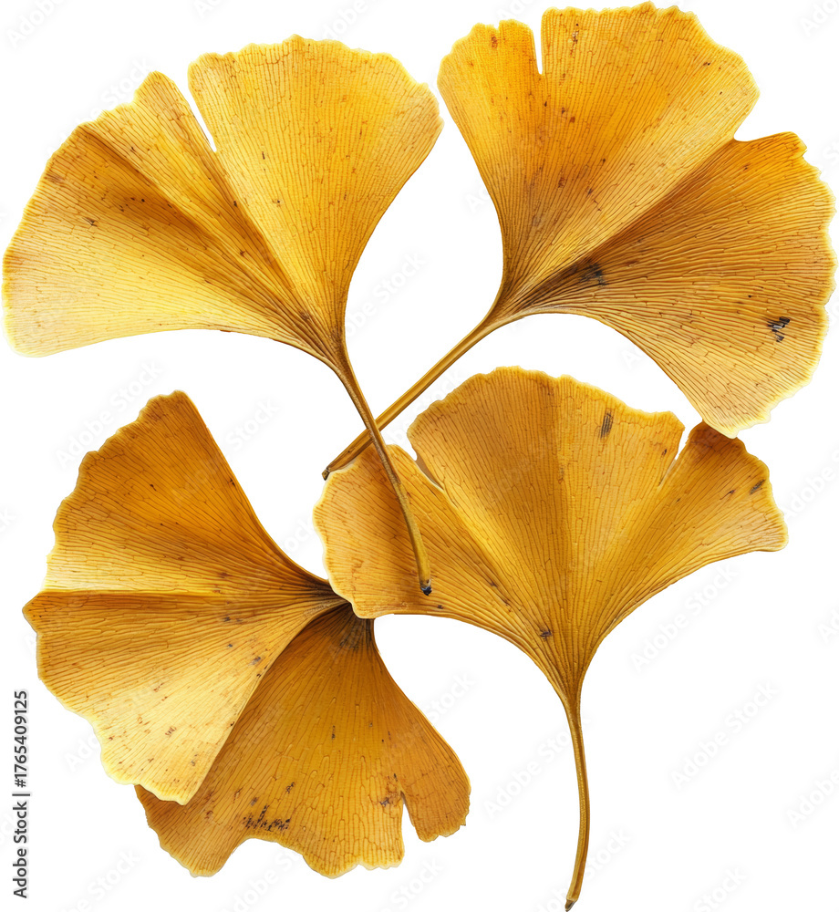 Naklejka premium gingko 