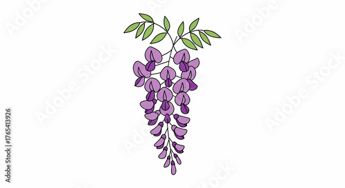 Beautiful purple wisteria flowers with green leaves hanging illustration floral spring nature bloom garden decorative plant botanical graphic vector