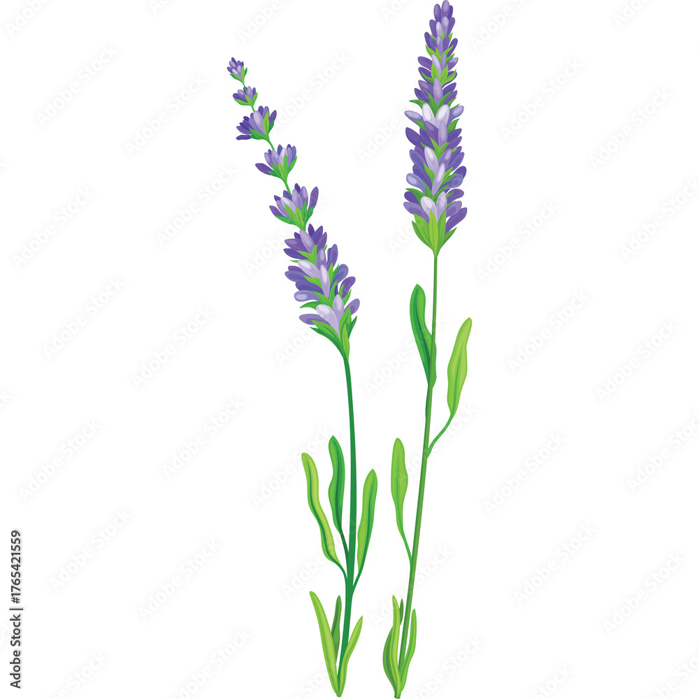 Naklejka premium Two stalks of lavender flowers with green leaves on a transparent background detailed floral illustration