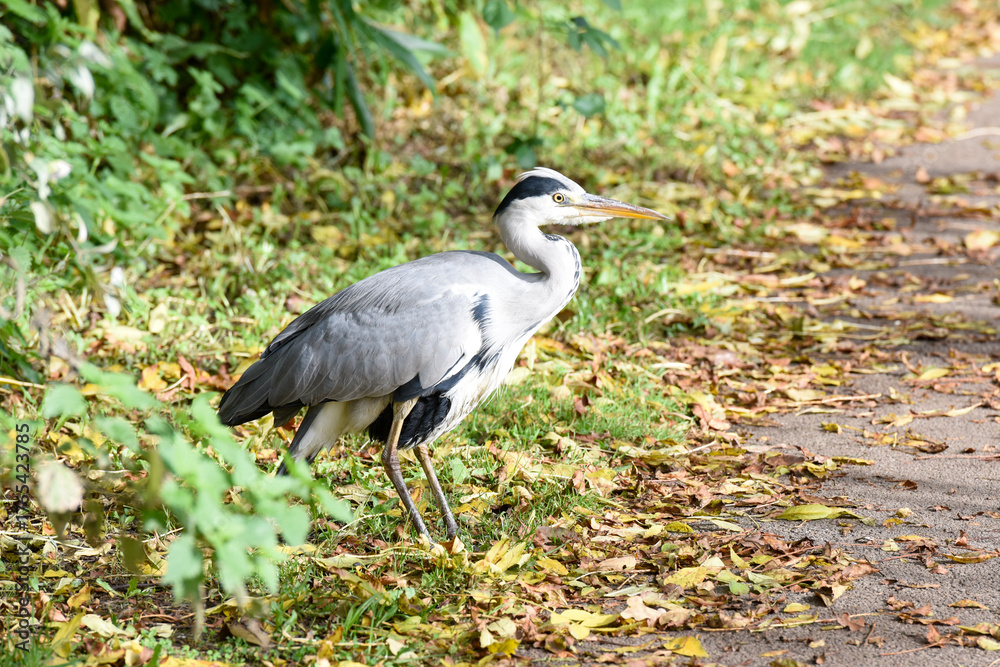 Obraz premium A Heron which is part of the Ardeidae family of birds is at the edge of a fresh water lake