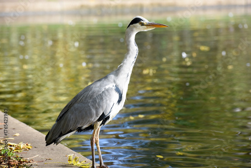 Papier peint A Heron which is part of the Ardeidae family of birds is at the edge of a fresh